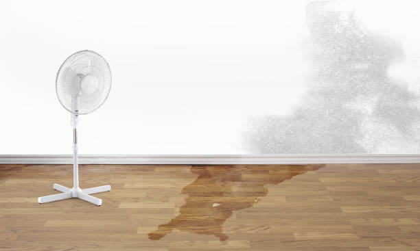 Best Basement water damage restoration  in Monona, IA